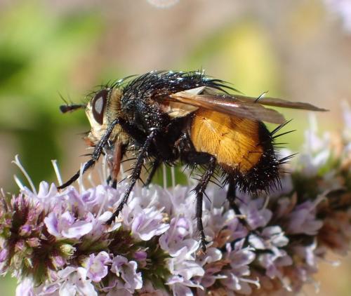 Nowickia ferox